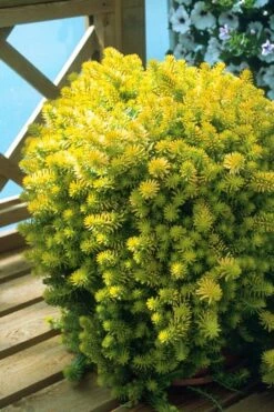Angelina Sedum - 5 Pack Of 4" Pots -Wilson Bros Gardens Shop Sedum Rupestre Angelina 8