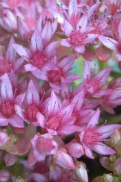 John Creech Sedum - 10 Count Flat Of 4" Pots -Wilson Bros Gardens Shop Sedum Spurium John Creech 4