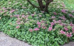 John Creech Sedum - 10 Count Flat Of 4" Pots -Wilson Bros Gardens Shop Sedum Spurium John Creech 6