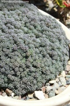 Tiny Buttons Sedum Hispanicum - 10 Pack Of Pint Pots