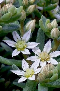Tiny Buttons Sedum Hispanicum - 10 Pack Of Pint Pots -Wilson Bros Gardens Shop Sedum hispanicum minus tiny buttons 4