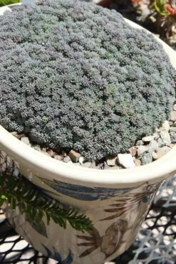 Tiny Buttons Sedum Hispanicum - 10 Pack Of Pint Pots -Wilson Bros Gardens Shop Sedum hispanicum minus tiny buttons 6