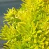 Lemon Ball Sedum - 3 Pack Of Quart Pots