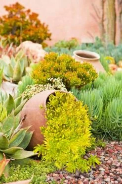 Lemon Ball Sedum - 5 Pack Of Pint Pots -Wilson Bros Gardens Shop Sedum mexicanum lemon ball 2 1