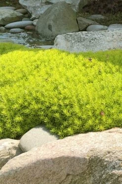 Lemon Ball Sedum - 3 Pack Of Quart Pots -Wilson Bros Gardens Shop Sedum mexicanum lemon ball 4