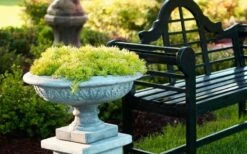 Lemon Ball Sedum - 3 Pack Of Quart Pots -Wilson Bros Gardens Shop Sedum mexicanum lemon ball 6