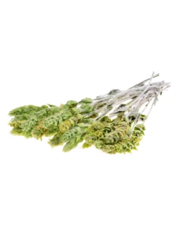Greek Mountain Tea (Sideritis Scardica) -Wilson Bros Gardens Shop Sideritis greek mountain tea herb white background fresh picked