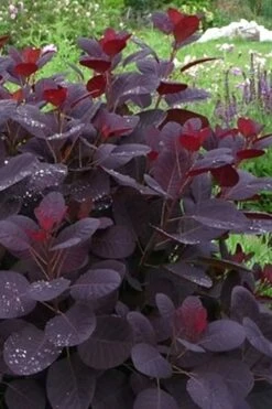 Royal Purple Smoke Tree (TREE FORM) - 5 Gallon Pot -Wilson Bros Gardens Shop Smoke Tree Royal Purple 11 4