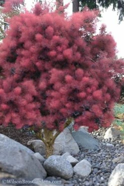 Royal Purple Smoke Tree (TREE FORM) - 5 Gallon Pot -Wilson Bros Gardens Shop Smoke Tree Royal Purple 12 4