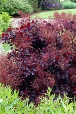 Royal Purple Smoke Tree (Smokebush) - 5 Gallon Pot - SALE -Wilson Bros Gardens Shop Smoke Tree Royal Purple 23 1