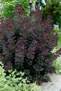 Royal Purple Smoke Tree (Smokebush) - Cotinus Coggygria - 3 Gallon Pot -Wilson Bros Gardens Shop Smoke Tree Royal Purple 25 3