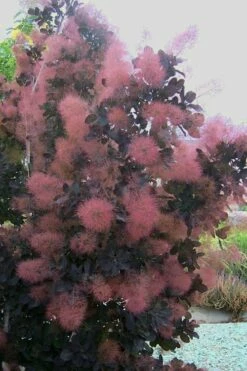 Royal Purple Smoke Tree (Smokebush) - Cotinus Coggygria - 2 Gallon Pot -Wilson Bros Gardens Shop Smoke Tree Royal Purple 28