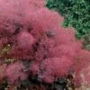 Royal Purple Smoke Tree (Smokebush) - Cotinus Coggygria - 2 Gallon Pot