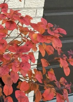 Winecraft Black Smokebush (Cotinus Coggygria) - 3 Gallon Pot -Wilson Bros Gardens Shop Smokebush Winecraft Black 5 1