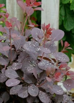 Winecraft Black Smokebush (Cotinus Coggygria) - 3 Gallon Pot -Wilson Bros Gardens Shop Smokebush Winecraft Black 6 1