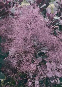 Winecraft Black Smokebush (Cotinus Coggygria) - 3 Gallon Pot -Wilson Bros Gardens Shop Smokebush Winecraft Black 9 1