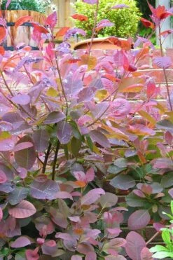 Grace Pink Flowering Smoke Tree - 1 Gallon Pot -Wilson Bros Gardens Shop Smoketree Grace 3 1