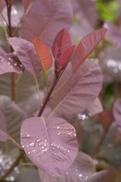 Grace Pink Flowering Smoke Tree - 1 Gallon Pot -Wilson Bros Gardens Shop Smoketree Grace 4 1