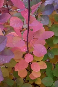 Grace Pink Flowering Smoke Tree - 5 Gallon Pot -Wilson Bros Gardens Shop Smoketree Grace Fall Color 5 2
