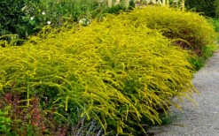 Fireworks Goldenrod (Solidago) - 1 Gallon Pot -Wilson Bros Gardens Shop Solidag Fireworks 10