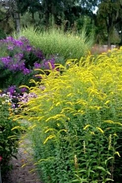 Fireworks Goldenrod (Solidago) - 1 Gallon Pot -Wilson Bros Gardens Shop Solidago Fireworks 6