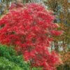 Sourwood Tree - Oxydendrum Arboreum - 3 Gallon Pot