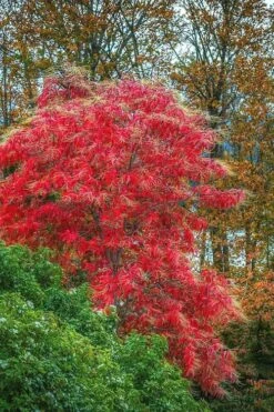Sourwood Tree - Oxydendrum Arboreum - 2 Gallon Pot