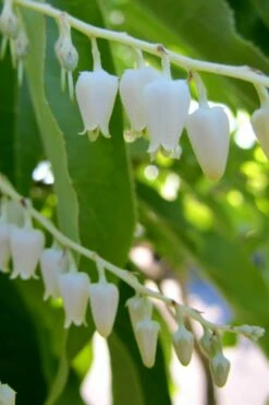 Sourwood Tree - Oxydendrum Arboreum - 3 Gallon Pot -Wilson Bros Gardens Shop Sourwood Tree 18 2