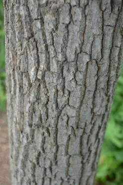 Sourwood Tree (Oxydendrum Arboreum) - 3 Pack Of 1.5 Quart Pots -Wilson Bros Gardens Shop Sourwood Tree 20 1