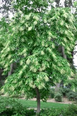 Sourwood Tree - Oxydendrum Arboreum - 3 Gallon Pot -Wilson Bros Gardens Shop Sourwood Tree 22 2