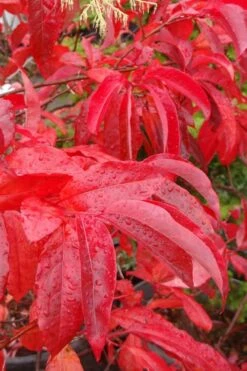 Sourwood Tree - Oxydendrum Arboreum - 1 Gallon Pot -Wilson Bros Gardens Shop Sourwood Tree 6 4