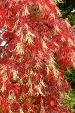 Sourwood Tree - Oxydendrum Arboreum - 2 Gallon Pot -Wilson Bros Gardens Shop Sourwood Tree 8 3