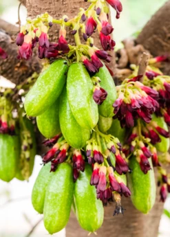 Bilimbi (Averrhoa Bilimbi)
