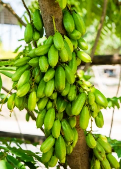 Bilimbi (Averrhoa Bilimbi) -Wilson Bros Gardens Shop Sow Exotic Plant Nursery Averrhoabilimbi 1