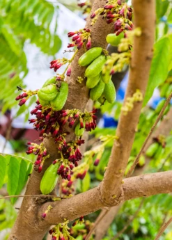 Bilimbi (Averrhoa Bilimbi) -Wilson Bros Gardens Shop Sow Exotic Plant Nursery Averrhoabilimbi 2