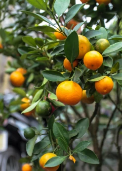 Calamondin (Citrus × Citrofortunella Microcarpa) -Wilson Bros Gardens Shop Sow Exotic Plant Nursery Calamondin