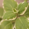 Cuban Oregano, Variegated (Plectranthus Amboinicus)