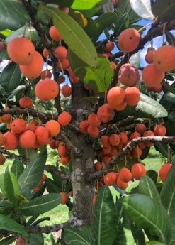Imbe (Garcinia Livingstonei) -Wilson Bros Gardens Shop Sow Exotic Plant Nursery imbe