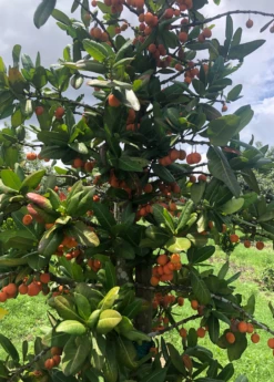 Imbe (Garcinia Livingstonei) -Wilson Bros Gardens Shop Sow Exotic Plant Nursery imbe 1