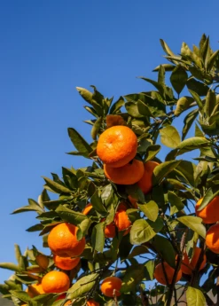 Satsuma Mandarin (Citrus Unshiu) -Wilson Bros Gardens Shop Sow Exotic Plant Nursery satsuma