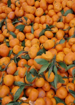Satsuma Mandarin (Citrus Unshiu) -Wilson Bros Gardens Shop Sow Exotic Plant Nursery satsuma 2