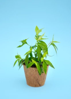 Tilo (Justicia Pectoralis) -Wilson Bros Gardens Shop Sow Exotic Tilo Plant