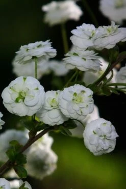 Plena Double Bridal Wreath Spirea (Spirea Prunifolia) - 6 Pack Of 1 Gallon Pots -Wilson Bros Gardens Shop Spirea Bridal Wreath Plena 1