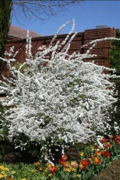 Plena Double Bridal Wreath Spirea (Spirea Prunifolia) - 6 Pack Of 1 Gallon Pots -Wilson Bros Gardens Shop Spirea Bridal Wreath Plena 3