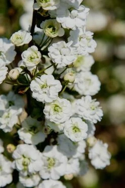 New Release 3 Plena Double Bridal Wreath Spirea (Spirea Prunifolia) - 3 Gallon Pot