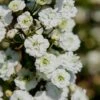 Plena Double Bridal Wreath Spirea (Spirea Prunifolia) - 1 Gallon Pot