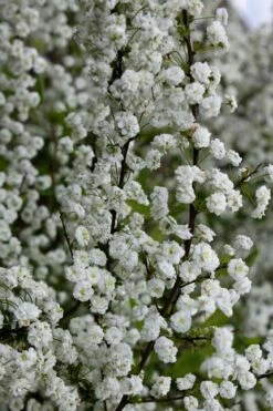 Plena Double Bridal Wreath Spirea (Spirea Prunifolia) - 1 Gallon Pot -Wilson Bros Gardens Shop Spirea Bridal Wreath Plena 6 2
