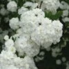 Double Reeves Bridal Wreath Spirea - 6 Pack Of 1 Gallon Pots