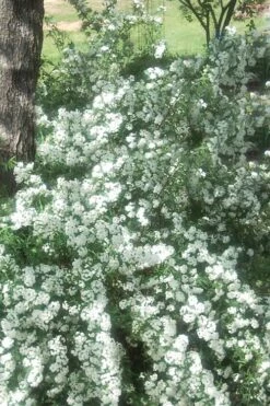 Double Reeves Bridal Wreath Spirea - 6 Pack Of 1 Gallon Pots -Wilson Bros Gardens Shop Spirea Double Reeves 4 1