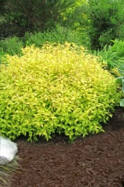Gold Mound Spirea - 3 Gallon Pot